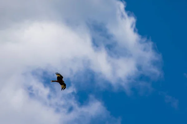 View Lonely Red Kite Bird Flying High Cloudy Sky — Stock Photo, Image