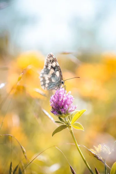 Вертикальный Снимок Бабочки Галатеи Красном Цветке Клевера Трансильвании Румыния — стоковое фото