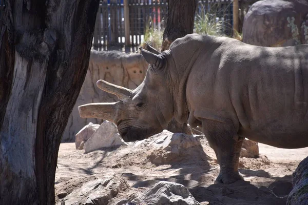 Gros Plan Rhinocéros Dans Zoo — Photo