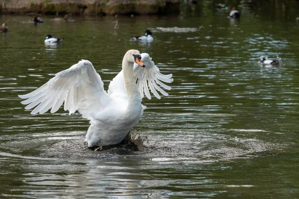 湖からの飛行の準備をする美しいエレガントな白い白鳥 — ストック写真