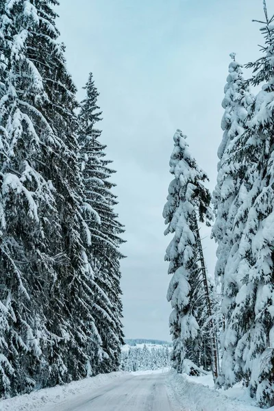 Κάθετη Θέα Των Χιονισμένων Δέντρων Στα Βουνά Μια Χειμωνιάτικη Μέρα — Φωτογραφία Αρχείου