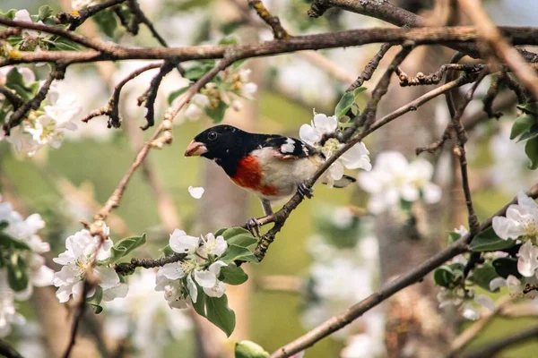 木の枝に座っている愛らしいバラの息をのむようなグロスベーク鳥の浅い焦点 — ストック写真