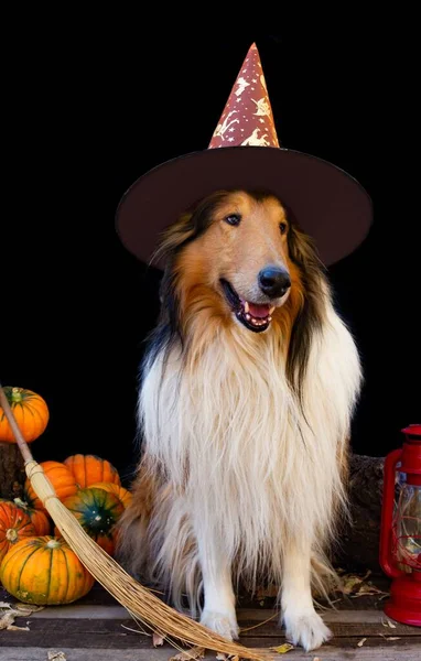 Collie Pies Ubrany Halloween Kapeluszem Czarownicy Dekoracji Dyni — Zdjęcie stockowe