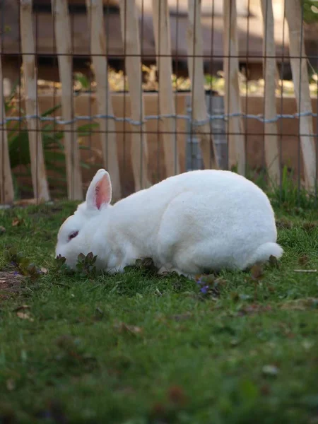 Vertikal Bild Nya Zeeland Vit Fluffig Kanin Betar Grönt Gräs — Stockfoto