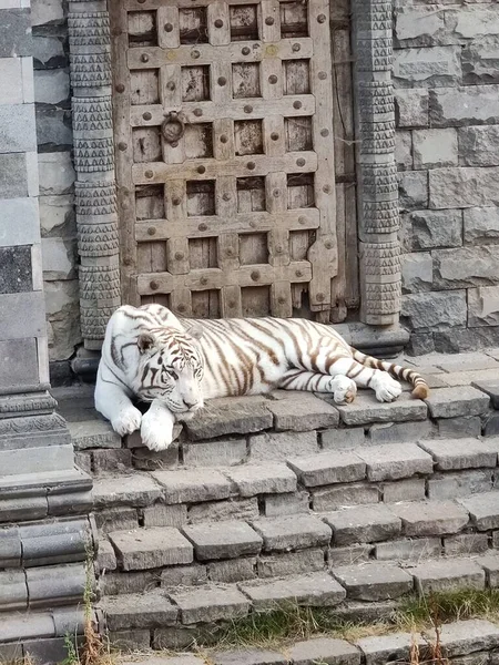 Tiro Vertical Tigre Branco Descansando Nos Degraus Recinto Zoológico — Fotografia de Stock