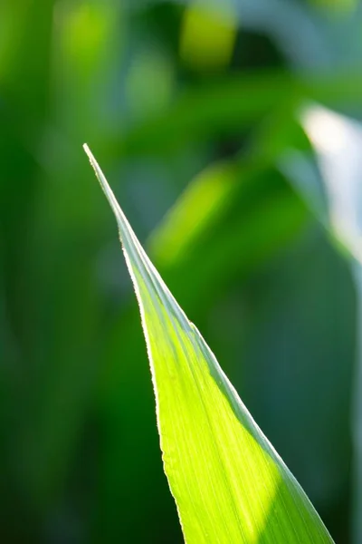 一种明亮的绿色玉米叶在阳光下 背景模糊 宏观垂直拍摄 — 图库照片