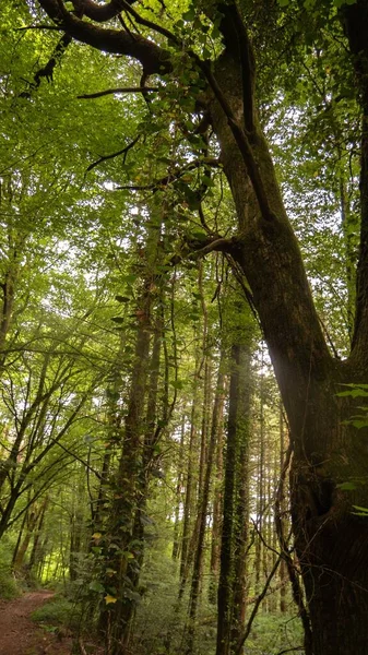 Disparo Vertical Árboles Forestales Durante Día — Foto de Stock