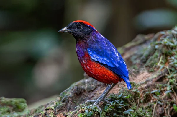 Een Oppervlakkige Focus Shot Van Schattige Granaat Pitta Neergestreken Groene — Stockfoto