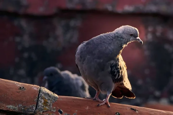 Closeup Gray Pigeon Standing Looking Side — Stock Photo, Image