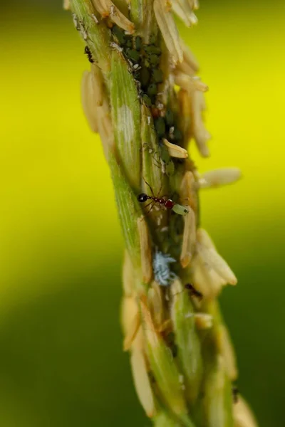 Grupo Hormigas Grano —  Fotos de Stock