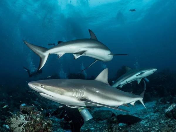 Group Sharks Swimming Clean Water — Stock Photo, Image