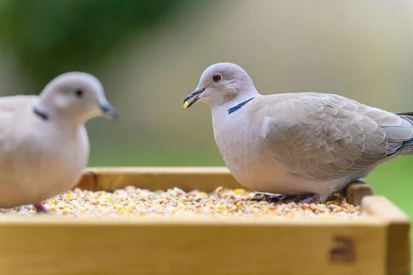 Tiro Seletivo Foco Uma Pomba Colarinho Eurasian Streptopelia Decaocto — Fotografia de Stock