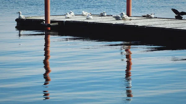 一群漂亮的白鸭在水里的防波堤上 — 图库照片