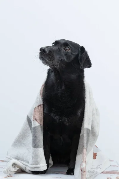 A black dog with a blanket protecting herself from the cold on white background