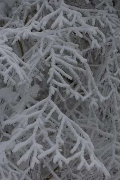 Eine Vertikale Aufnahme Von Blattlosen Zweigen Die Mit Schnee Bedeckt — Stockfoto