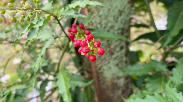 特写巴西胡椒树果树在花园里一棵树上的特写 — 图库照片