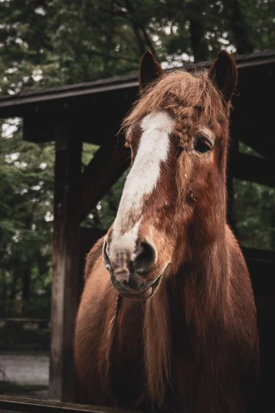 フィンランドの馬の美しいショット — ストック写真
