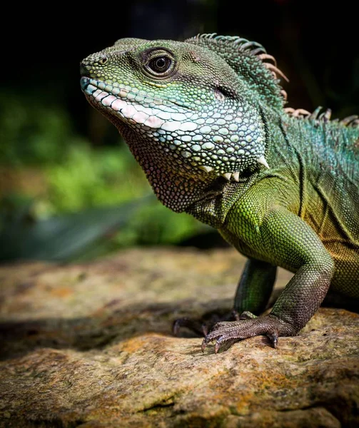 Colpo Verticale Iguana Che Prende Sole Una Roccia — Foto Stock