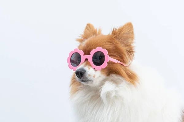 Ein Niedlicher Spitz Mit Pinkfarbener Brille Auf Weißem Hintergrund — Stockfoto