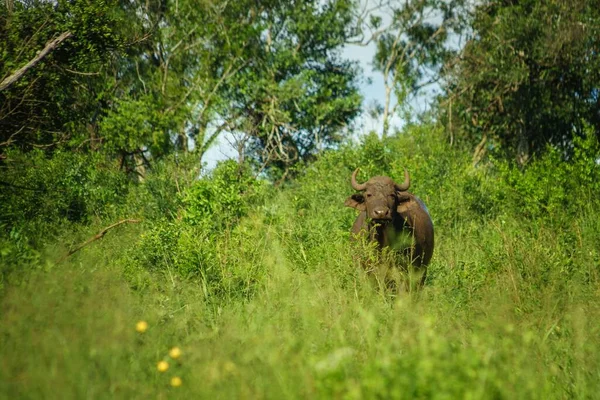 Beautiful Shot Wild Big Black African Buffalo Grazing Green Fresh — Stock Photo, Image