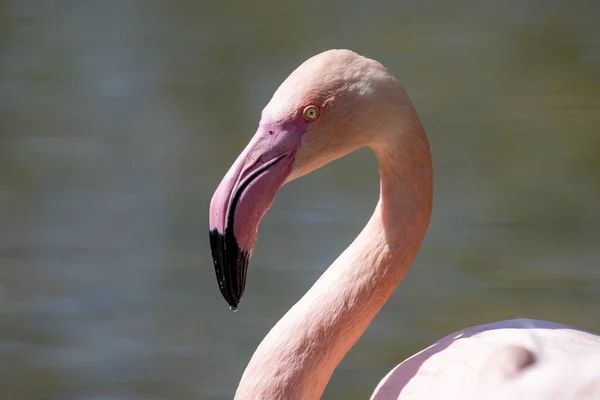 Een Portret Van Een Flamingo Camargue Bij Aigues Mortes Zuid — Stockfoto