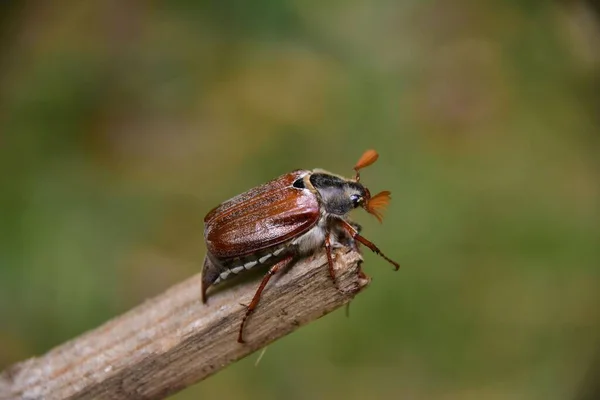 Primer Plano Escarabajo Escarabajo Sobre Palo Madera Sobre Fondo Verde — Foto de Stock