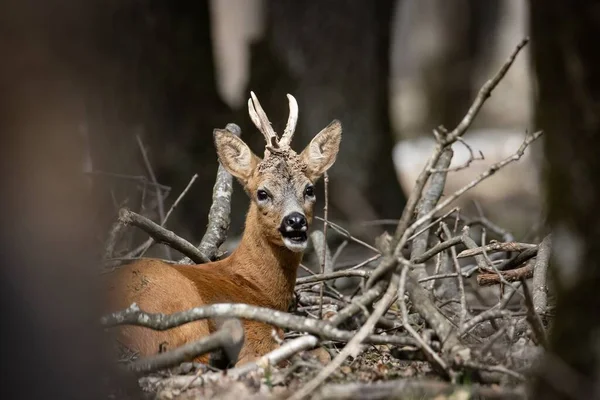 森の中に鹿の角を持つ茶色のイクラ — ストック写真