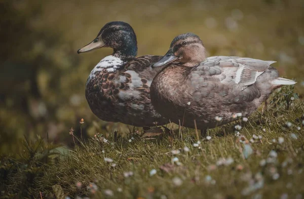 Closeup Shot Pair Mallard Ducks Field — Stock Photo, Image