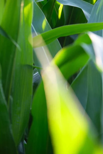 棕榈属植物绿叶的垂直特写 — 图库照片