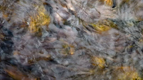 Witte Zeewier Bruinsteen Het Water — Stockfoto
