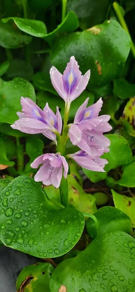 Vertical Closeup Shot Eichhornia Water Hyacinths Water Drops Its Leaves — Stock Photo, Image