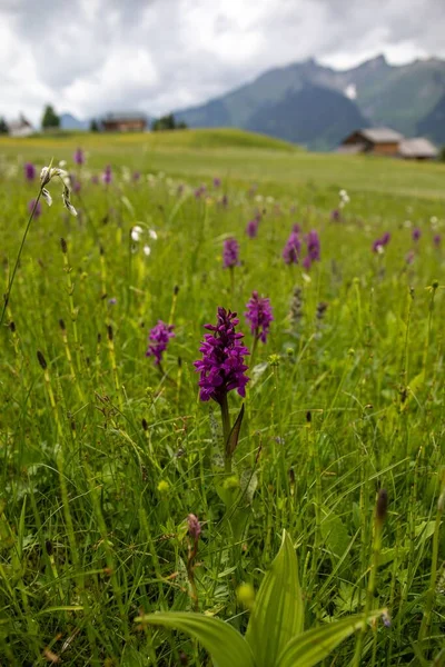 Vertical View Dactylorhiza Majalis Flowers Blooming Grass Meadow Mountains — Stock Photo, Image