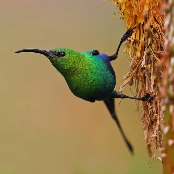 Malachite Sunbird Parque Nacional Golden Gate África Sul — Fotografia de Stock