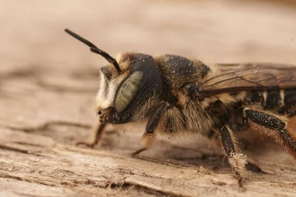 Detailaufnahme Einer Weiblichen Mittelmeerbiene Lithurgus Cornutus Sitzend Auf Holz — Stockfoto