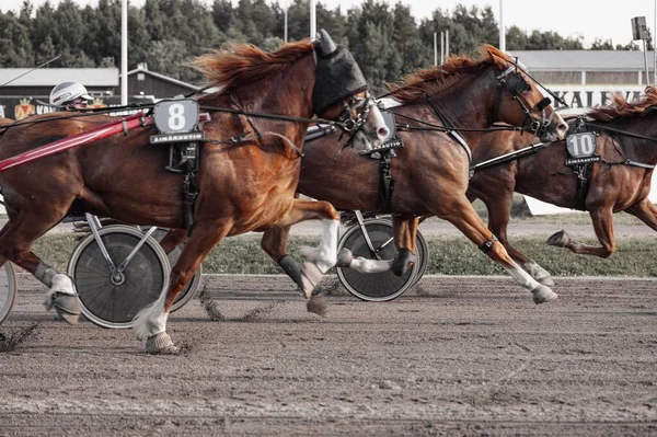 Finlandiya Oulu Koşum Takımı Yarışı Binicilik Sporları — Stok fotoğraf