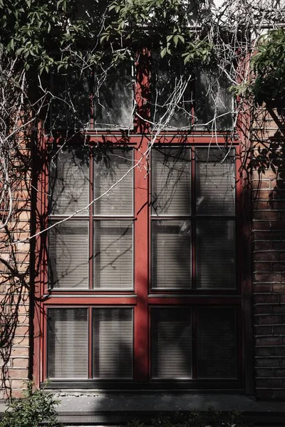 Vertical Shot Red Window Frame Five Leaved Ivy Branches — Stock Photo, Image
