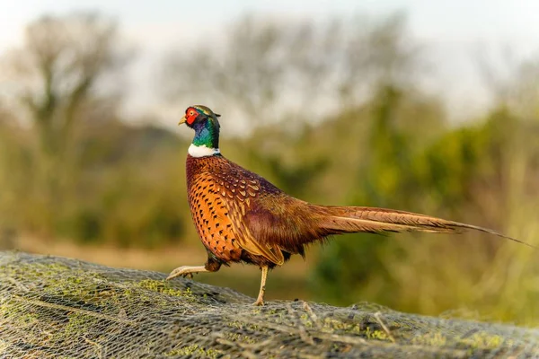 Closeup Shot Common Pheasant Phasianus Colchicus — Stock Photo, Image