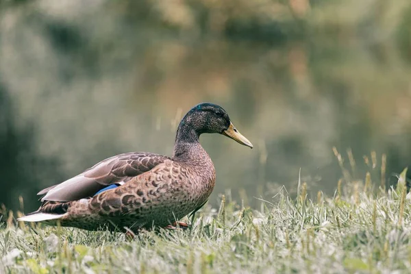 一只站在湖边的草鸭 — 图库照片