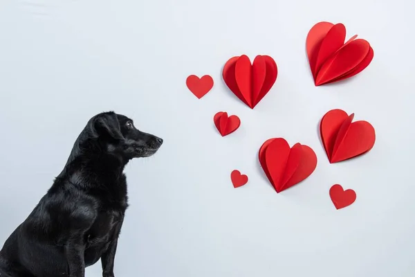 Portrait Chien Noir Jour Saint Valentin Avec Des Cœurs Isolés — Photo