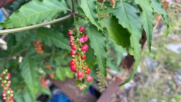 Primer Plano Los Frutos Frescos Peppertree Brasileño Ramas Jardín — Foto de Stock