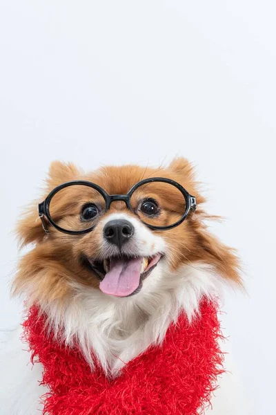 Cute Spitz Red Scarf Glasses Winter Isolated White Background — Stock Photo, Image