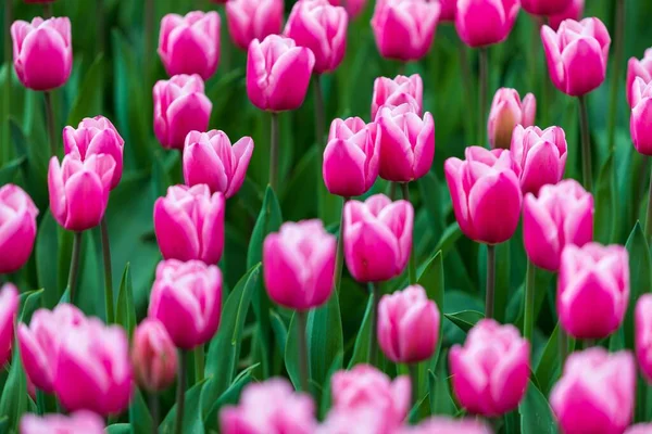 Eine Nahaufnahme Von Schönen Rosa Tulpen Einem Garten — Stockfoto