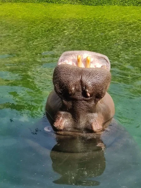 緑の湖で開かれた口で上を見上げるカバ — ストック写真