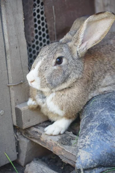 Vertical Shot Flemish Giant Rabbit Sitting Wood — Stock Photo, Image