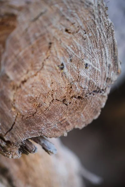 Primer Plano Vertical Una Textura Tronco Árbol Cortado —  Fotos de Stock