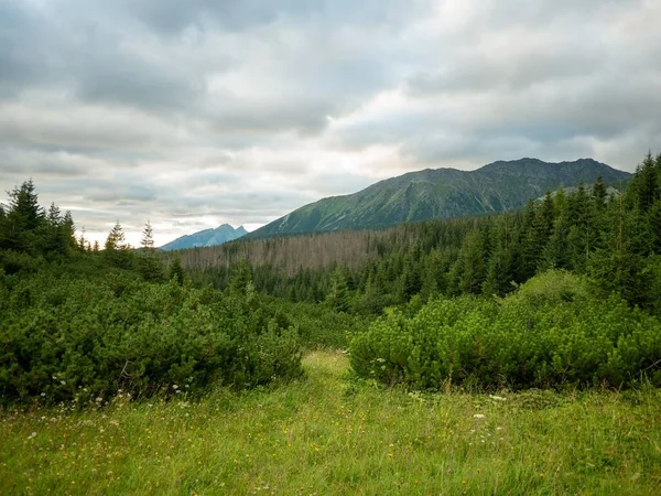 Una Bella Vista Sul Paesaggio Lussureggiante Area Boschiva Verde Con — Foto Stock