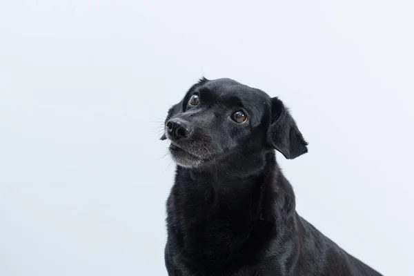 Portrait Black Dog Isolated White Background — Stock Photo, Image