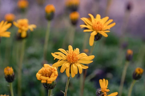 Primer Plano Hermosas Flores Árnica Montaña Amarilla Jardín — Foto de Stock