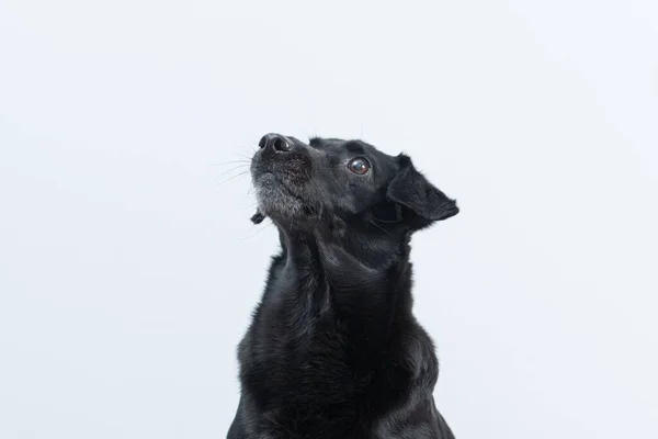 Портрет Черной Собаки Белом Фоне — стоковое фото