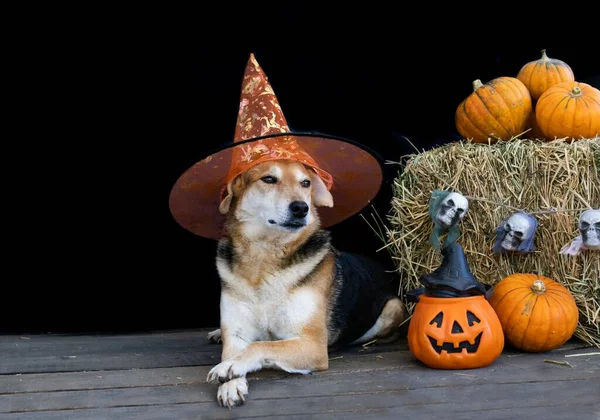 Cão Vestido Para Halloween Com Chapéu Bruxa Decoração Com Abóboras — Fotografia de Stock